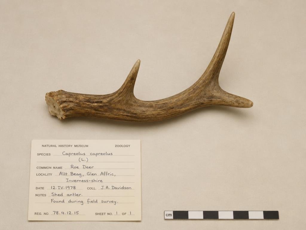 Shed roe deer antler on an archival specimen sheet