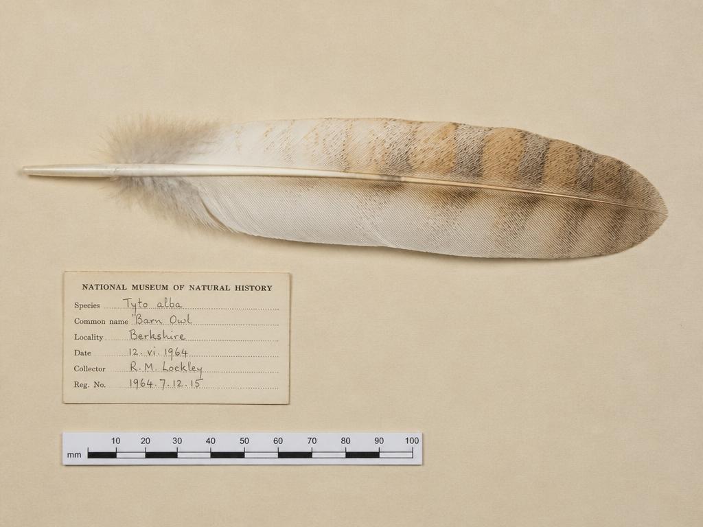 Barn owl primary feather on an archival specimen sheet